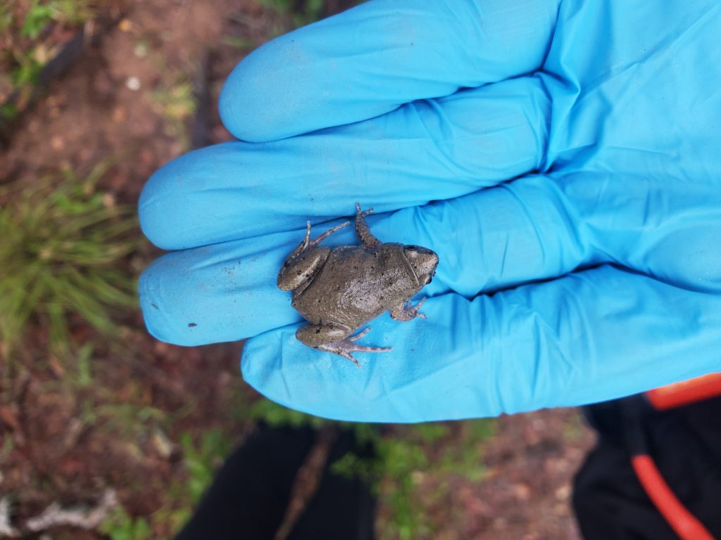 The Brant Scouts Are Herping This Summer – Stem Success